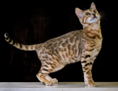 Bengal