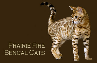 Bengal Cats